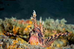 Ambon devil by Rudy Janssen 